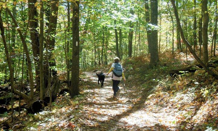 Học người Nhật tắm rừng - liệu pháp lý tưởng chữa lành tâm hồn