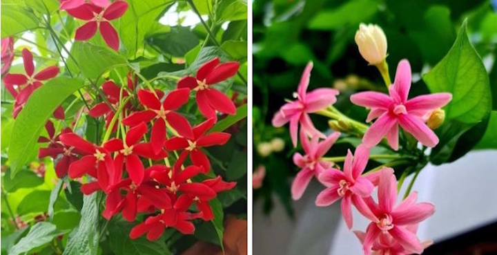 Có nên trồng cây sử quân tử trước nhà?