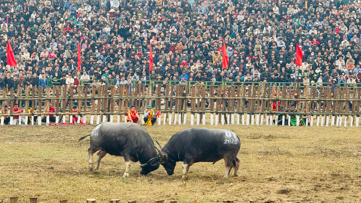 5 vạn người đổ về Vĩnh Phúc xem các 'ông Cầu' khóa sừng, cáng hầu hạ gục đối thủ