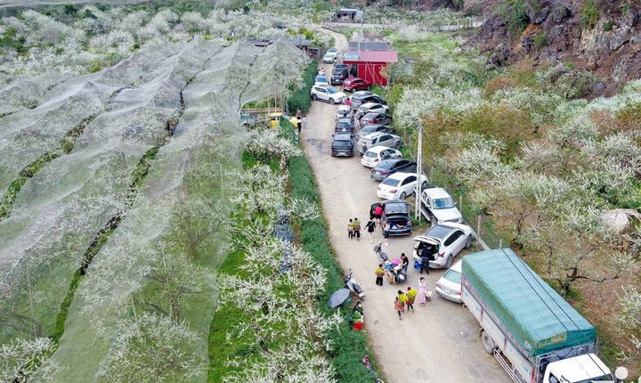 Du khách đổ xô ngắm hoa mận 'đẹp chưa từng thấy', khách sạn Mộc Châu 'thất thủ'