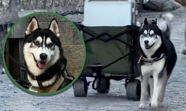 Chú chó Husky kéo hành lý giúp khách du lịch