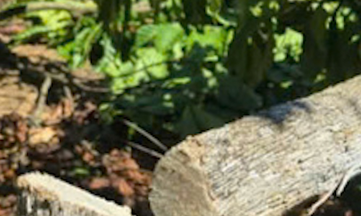 Hàng trăm trụ tiêu, cà phê ở Gia Lai bị kẻ gian chặt phá