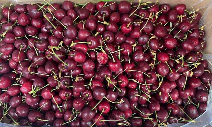 Cherry rẻ không ngờ bán khắp nơi, giá chỉ 120 -130 nghìn đồng/kg