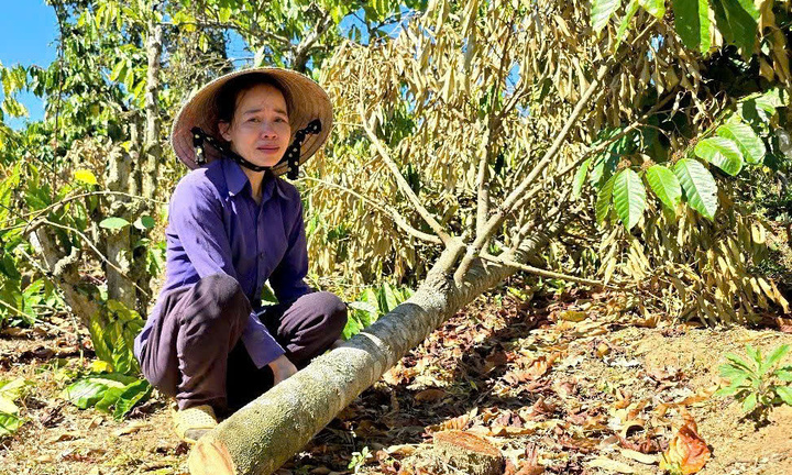 Hơn 200 trụ tiêu, cây cà phê của bà mẹ đơn thân bị kẻ gian chặt phá