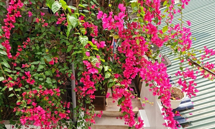 Cắt tỉa cành hoa giấy, sau bao lâu cây sẽ trổ bông?