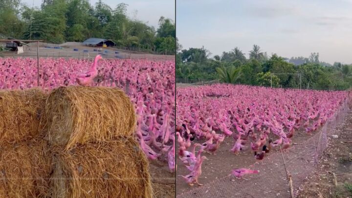 Đàn vịt màu hồng ở miền Tây gây sốt mạng xã hội