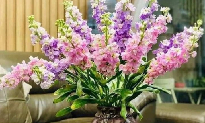 Loại hoa đẹp nhưng có độc mà nhiều người thích cắm trong nhà 