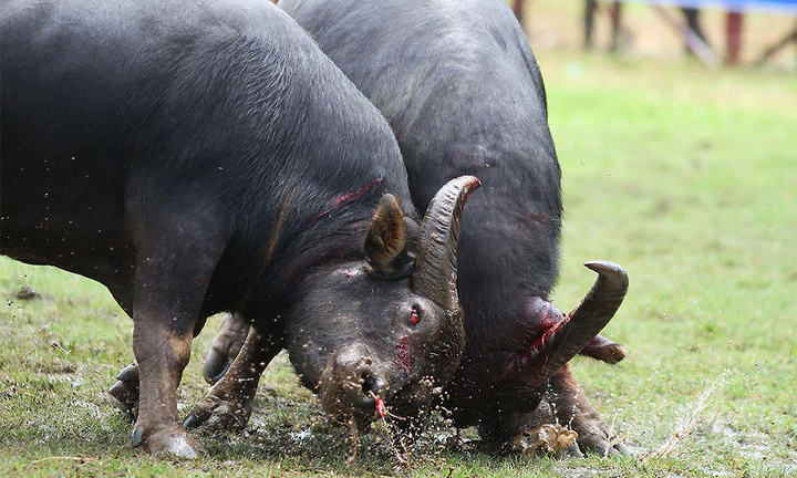 Trâu thủng mắt, gãy sừng, tục chọi tàn ác quá