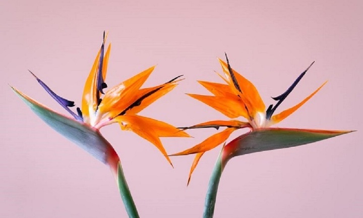 Vì sao hoa thiên điểu đẹp nhưng không nên cắm trong nhà?