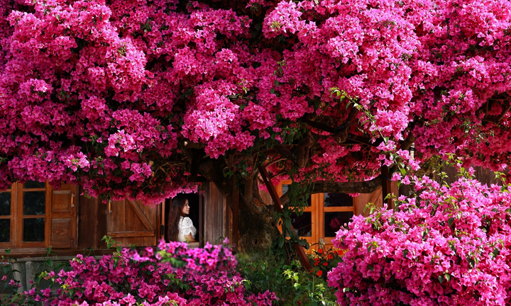 Vì sao nên tuốt lá cho cây hoa giấy?