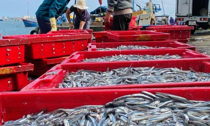 Ngư dân Quảng Ngãi trúng đậm 'lộc biển'