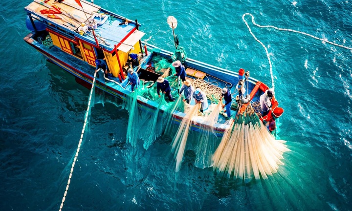 Ngư dân Bình Định '5 thuyền 7 lưới' tấp nập khai thác ruốc biển