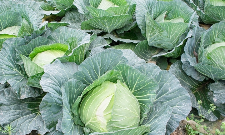 Ăn bắp cải sống hay chín tốt hơn?