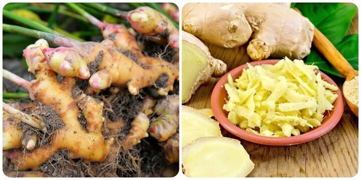 Chuyên gia khuyến cáo 2 nhóm người không nên ăn gừng