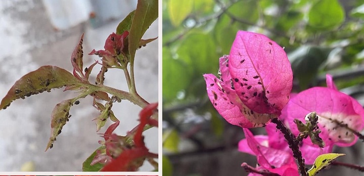 Kẻ thù khiến hoa giấy héo tàn trong thời tiết nồm ẩm