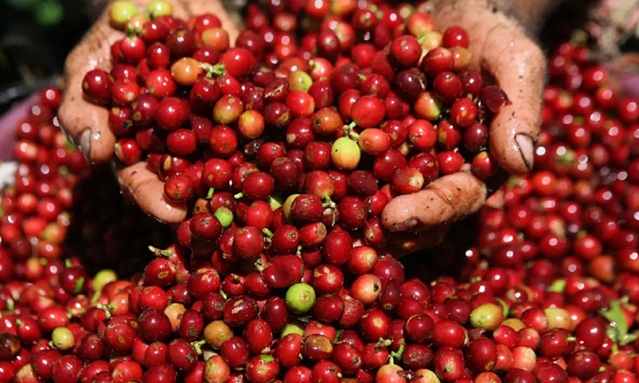 Giá cà phê hôm nay 24/2: Trong nước giữ mức cao kỷ lục