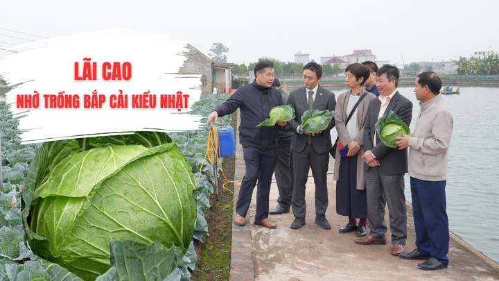 Bắp cải trồng theo công nghệ Nhật: Làm đến đâu bán hết đến đó