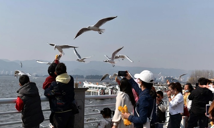 Ngắm hải âu tại hồ Điền Trì, ‘bản giao hưởng’ mùa đông xứ tỷ dân