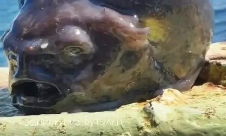 Bắt được 'sinh vật ngoài hành tinh' khi đang câu cá ở vùng nước sâu