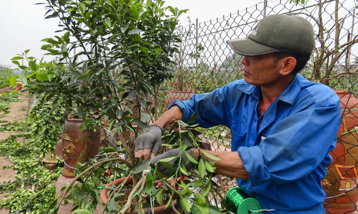 Làng Tứ Liên lại bận rộn với quất héo sau Tết 