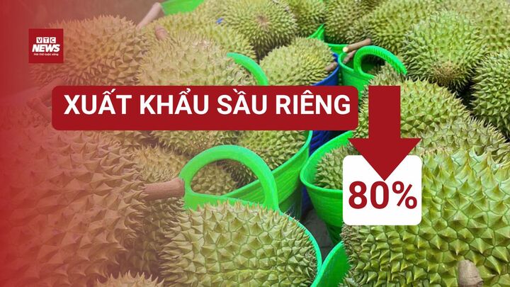 Vì sao xuất khẩu sầu riêng giảm đến 80%?