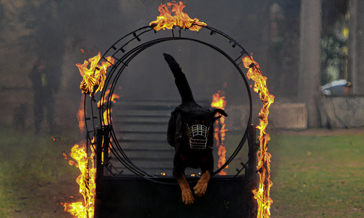 Cảnh khuyển thể hiện kỹ năng nhảy qua lửa, tấn công mục tiêu 