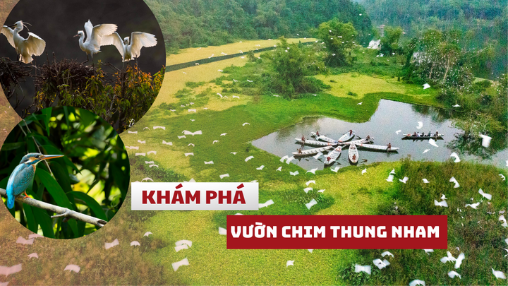 Vương quốc các loài chim quý hiếm ở Ninh Bình có gì đặc biệt?