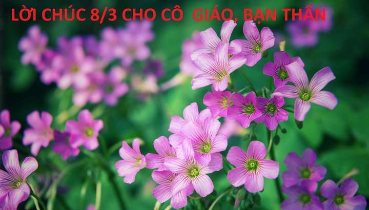 Lời chúc 8/3 cho cô giáo, bạn thân mới, hay nhất 2025