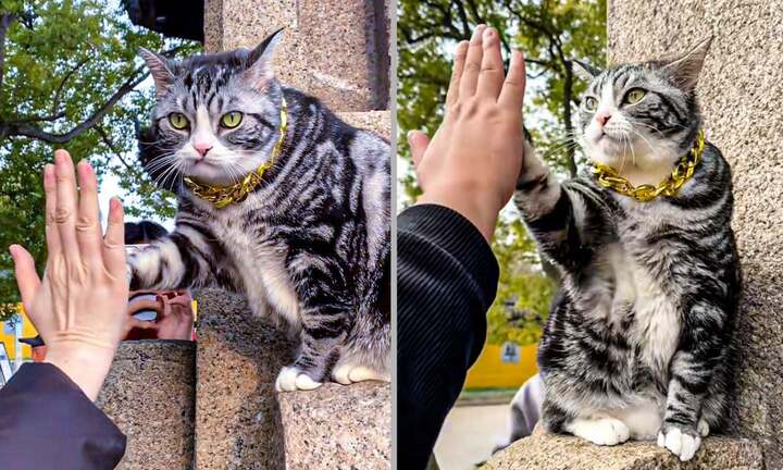 Chú mèo gây sốt dân mạng ở Trung Quốc, nhiều người xếp hàng để được gặp