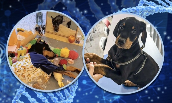 Trả 22.000 USD nhân bản chú chó quá cố