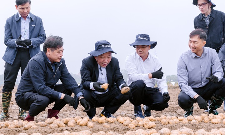 Việt Nam tìm cách giảm lượng khoai tây nhập khẩu