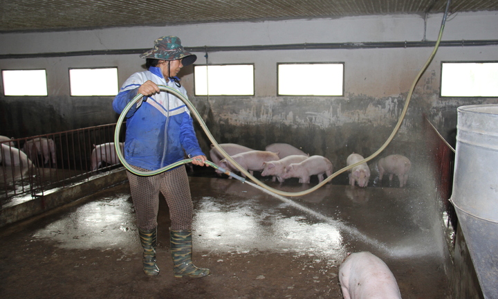 Giá heo hơi cao ngất, vì sao người chăn nuôi vẫn ngại tái đàn?