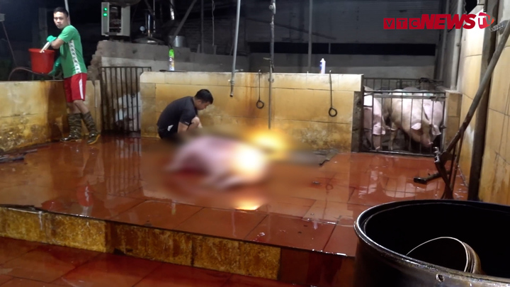 Lò mổ không phép hoành hành: Tiếng kêu la tra tấn dân Thủ đô mỗi đêm