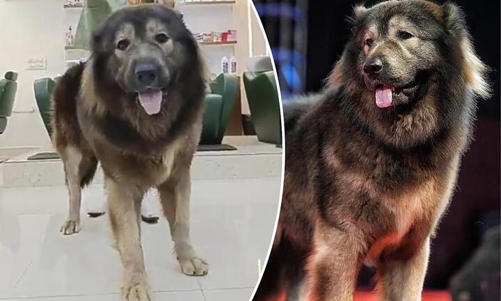 'Tay chơi' chi 145 tỷ đồng để mua một con chó 8 tháng tuổi