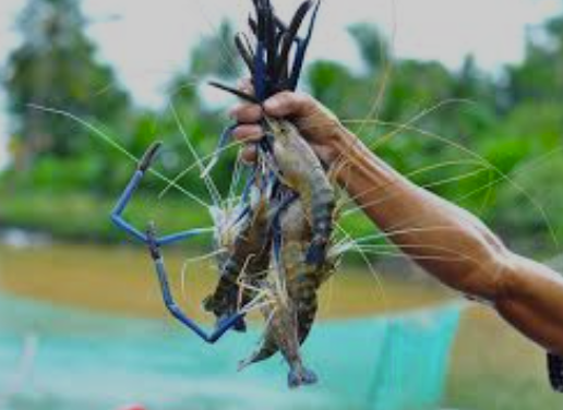 3,5 triệu bảng Anh thúc đẩy nuôi trồng thủy sản bền vững tại Việt Nam