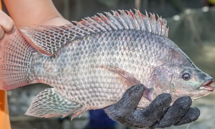 Ăn cá rô phi có bị nhiễm tồn dư hóa chất và kim loại nặng?