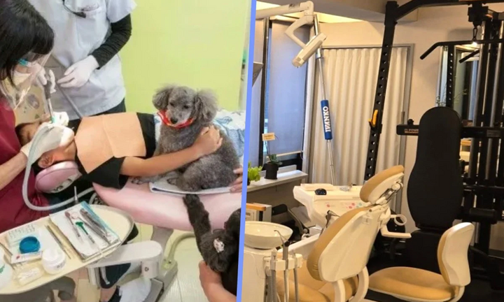 Phòng khám nha khoa cho bệnh nhân ôm chó để giảm đau