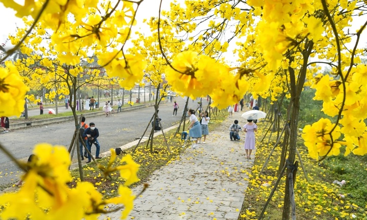 3 địa điểm 'check-in' hoa phong linh gây sốt ở Hà Nội