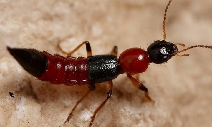 Loét toàn thân vì chữa ngứa bằng kiến ba khoang