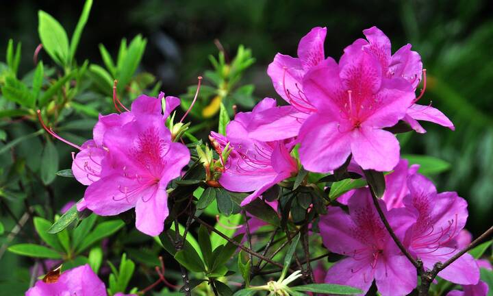 5 thời điểm cần bón phân cho cây đỗ quyên để hoa nở dày, to đẹp