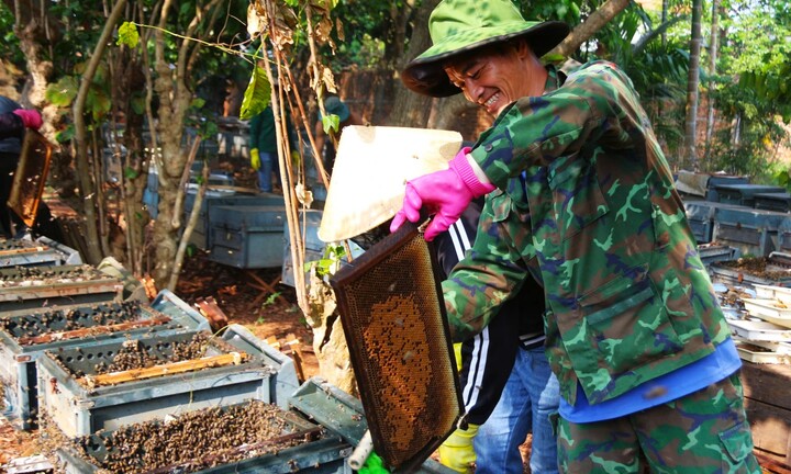Cận cảnh quá trình khai thác mật hoa cà phê ở Tây Nguyên