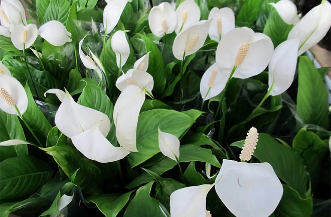 7 nguyên nhân khiến cây lan Ý còi cọc, khó nở hoa