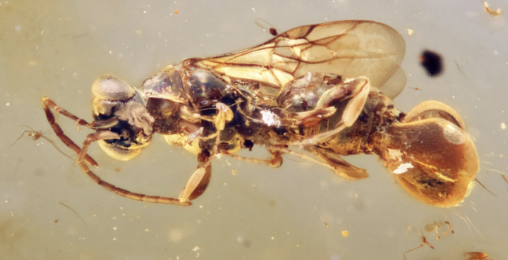 Sinh vật kỳ bí tồn tại trong hổ phách đến 99 triệu năm