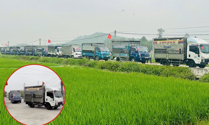 Chú rể ở Nghệ An dẫn đoàn 15 xe tải đi đón dâu gây xôn xao