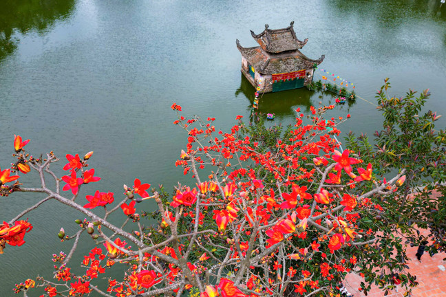 Hoa gạo đỏ rực bên mái chùa rêu phong nghìn năm tuổi ở Hà Nội