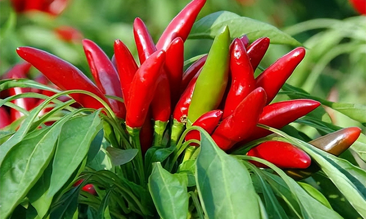 8 lỗi khiến bạn trồng ớt mãi không có quả, cây còi cọc
