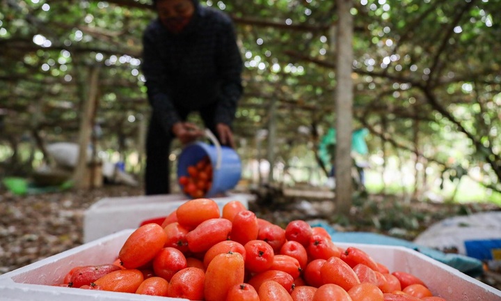 Nhót chín cây mua tại vườn rẻ bèo, xuống phố tiểu thương bán đắt gấp 5