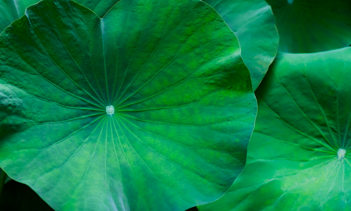 Bài thuốc từ lá sen giúp giảm cân, an thần hiệu quả