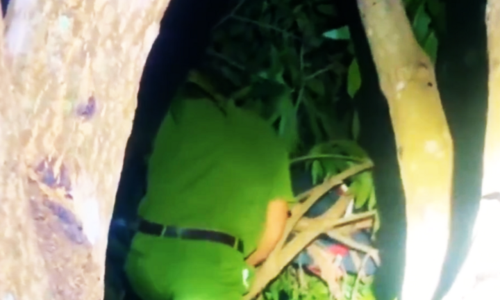 Đắk Lắk: Bé trai 9 tuổi ngủ quên trên ngọn cây, cả làng đổ xô đi tìm