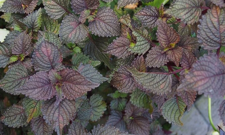 Bài thuốc chữa bệnh từ lá tía tô